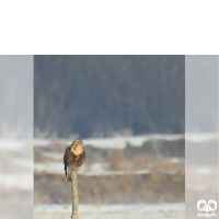 گونه سارگپه استپی Common Buzzard